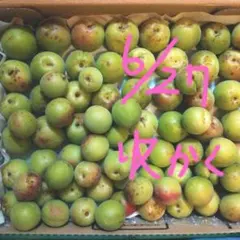 宮城県産梅 6月27日 農薬不使用訳あり 約1kg 明朝 7時 削除予定② — image 1
