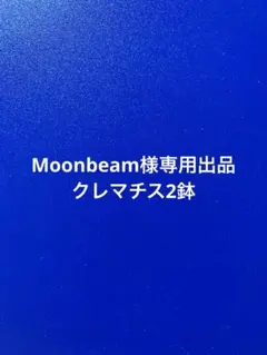 Moonbeam様専用出品　クレマチス2鉢 — image 1