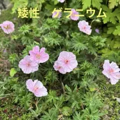 user_271ee6ab様 リクエスト 3点 まとめ商品 — image 1