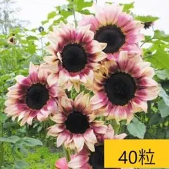 VIVI様 リクエスト 7点 まとめ商品 — image 1