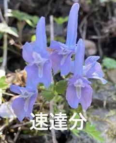 みいちゃん様 速達分 — image 1