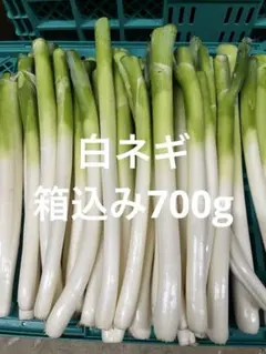 白ネギ　ネコポス — image 1