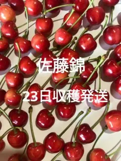 佐藤錦 — image 1