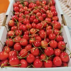O　加工用　佐藤錦　１ｋｇ　画像が現物 — image 1