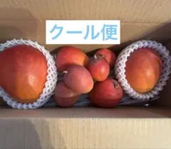 クール便 宮古島産完熟マンゴーとミニマンゴー詰め合わせ1kg弱 — image 1