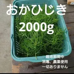 オカヒジキ 2000g — image 1