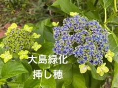 aine…*様 リクエスト 2点 まとめ商品 — image 1