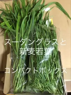 生牧草スーダングラスと新麦若葉コンパクトボックス — image 1