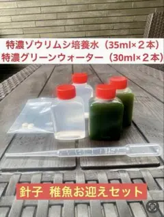 メダカ　針子スターターセット — image 1