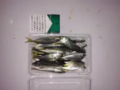 冷凍餌 小アジ 釣り用 餌 1.3キロ — image 1