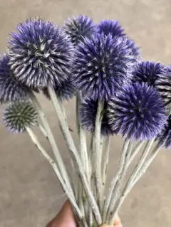訳あり品　ルリタマアザミ — image 1