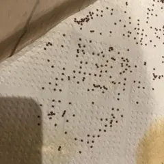 繭作り　カイコ 蚕のたまご　100個　自然観察 — image 1