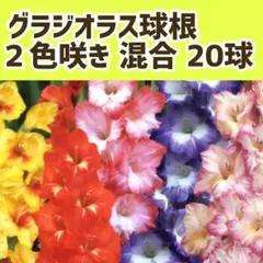☆☆☆様 リクエスト 2点 まとめ商品 — image 1