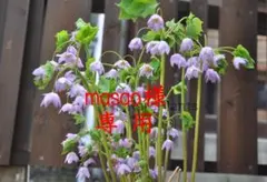 masao様　専用出品 — image 1