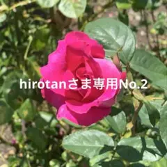 蓮紙【hirotan さま専用No.2】 — image 1