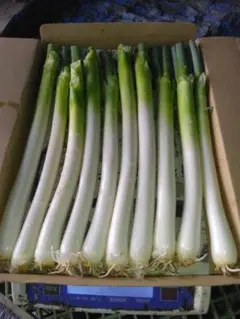 新鮮 長ネギ 1箱 産地直送 — image 1