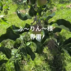 ふ〜りん〜様専用 — image 1