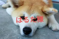 はるた様 — image 1