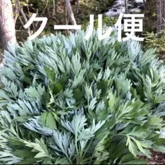 専用 クール便変更 — image 1