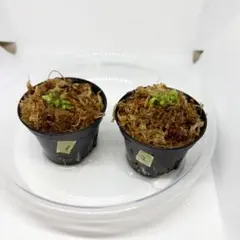 セファロタス　フォリキュラリス　フクロユキノシタ　2株食虫植物 1、2番 — image 1