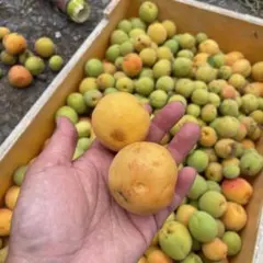 【本日17時までご購入で発送可能】無農薬落ち梅4キロほど — image 1