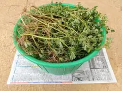 スベリヒユ 根付き 1kg — image 1