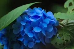 専用 — image 1