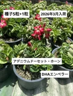 ちゃんぐ様 リクエスト 2点 まとめ商品 — image 1