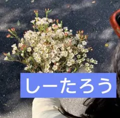 Lサイズ。 しーたろう — image 1