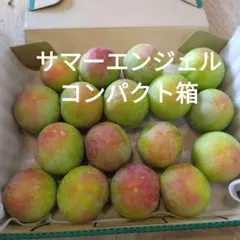 4.サマーエンジェル　コンパクト箱込み1.4㎏　秀品 — image 1