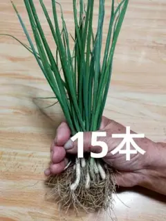 九条ねぎの苗　１５本 — image 1
