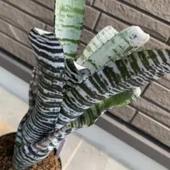 Aechmea Black Ice — image 1