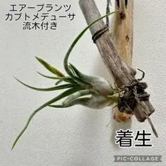 エアープランツ　カプトメデューサ　着生　流木付き　花芽出てきました^ ^ — image 1