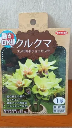 クルクマ エメラルドチョコゼブラ 1球 — image 1