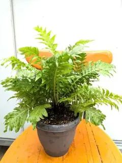 人気！　ブレクナム・シルバーレディー　シダ植物 — image 1