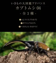 いきもの大図鑑アドバンス カブトムシ04 ヘラクレス・タカクワイ — image 1