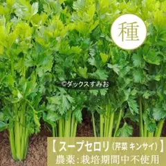 【 スープセロリ 】芹菜 キンサイ　種 200粒　ハーブ　香味　薬味 — image 1