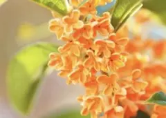 Aki⭐︎様 リクエスト 2点 まとめ商品 — image 1