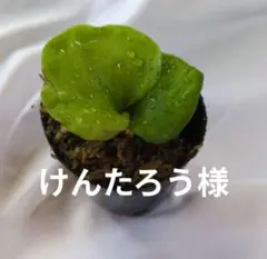けんたろー様　速達代 — image 1