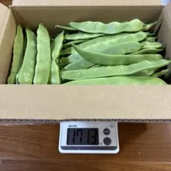 モロッコインゲン 1.7キロ — image 1