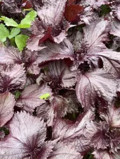 無農薬栽培　1番摘み赤紫蘇200g 当日摘み当日発送 — image 1