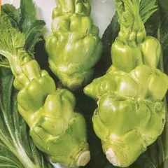 四川ザーサイ　四川榨菜100粒おまけあります。 — image 1
