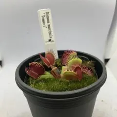 Dionaea muscipula 'Temari' ハエトリソウ　テマリ — image 1