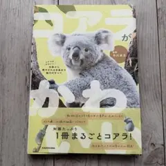 コアラがかわいい 生態から癒やされる写真まで魅力のすべて — image 1