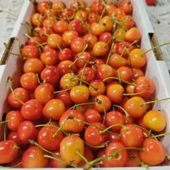L　加工用　紅秀峰　画像が現物　１ｋｇ — image 1
