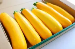 昨日採り 翌日到着の方限定 ズッキーニ コンパクトボックス — image 1