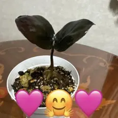 ☆ザミオクルカス レイヴン☆観葉植物☆抜き苗発送☆根っこ有り! — image 1