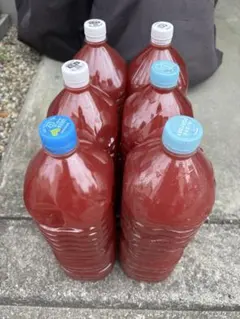 PSB 光合成細菌 2L×6本セット 水質浄化　メダカ　ミジンコ　などに — image 1