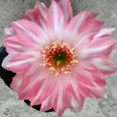花サボテン♥ロビビア交配種♥抜き苗(根あり) — image 1