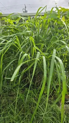 レモングラス 生葉 100g　6月23日発送 — image 1